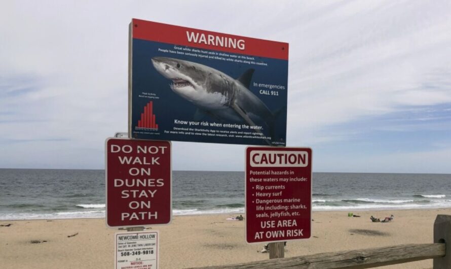 Key Largo Shark Attack: 8-Year-Old Injured While Snorkeling Off Florida Coast