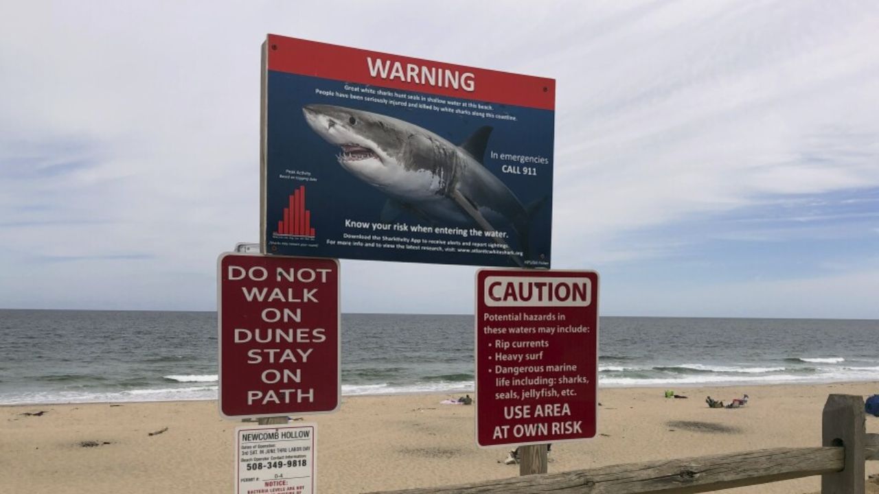 Key Largo Shark Attack 8-Year-Old Injured While Snorkeling Off Florida Coast