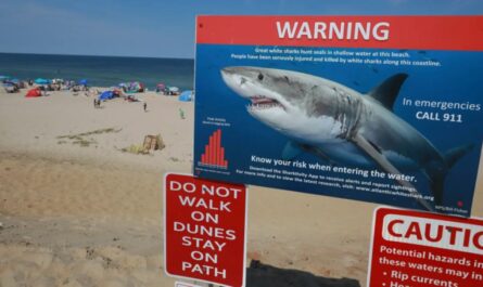 Massachusetts Beachgoers Urged to Exercise Caution After White Shark Attacks Seal Near Plymouth Beaches