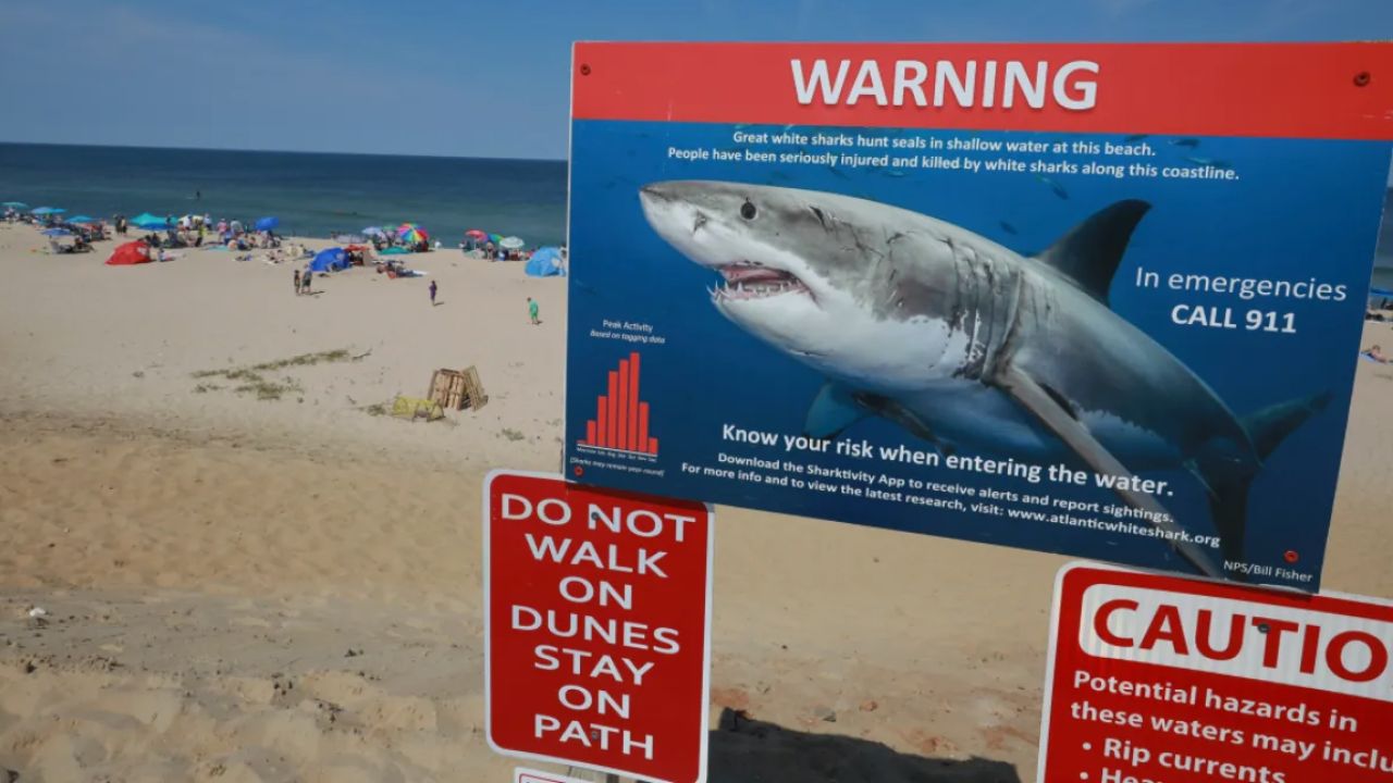 Massachusetts Beachgoers Urged to Exercise Caution After White Shark Attacks Seal Near Plymouth Beaches