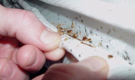North Carolina Bed Bug Crisis 2025: Charlotte, Greensboro, Raleigh Among America’s Top Infested Cities