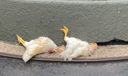 Pair of Dead Chickens Found Twice on Upper West Side in Four Months Experts Suspect Ritual Sacrifice