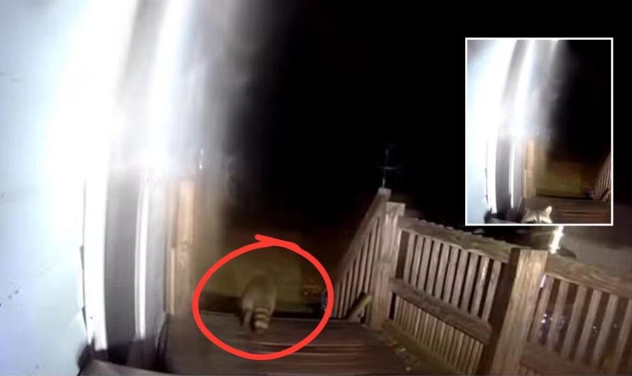 Raccoon Caught on Camera Stealing Package from New York Porch