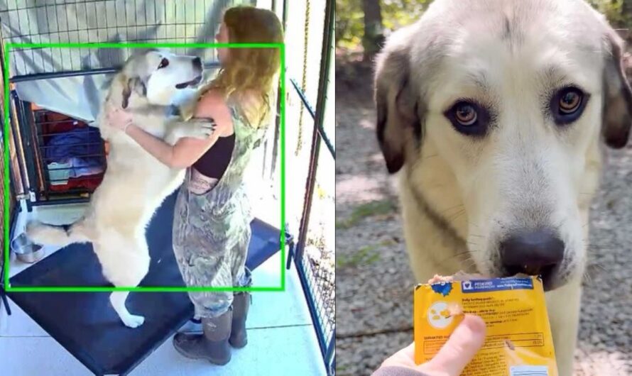 Rescue Center Searches for Man Who Abandoned Injured Dog Apollo on Georgia Road