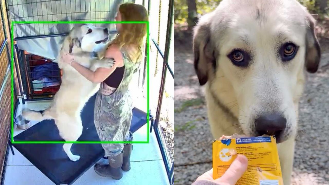 Rescue Center Searches for Man Who Abandoned Injured Dog Apollo on Georgia Road
