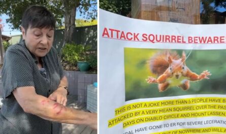 Serial Attacker Squirrel Puts Two Calif. Residents in ER Wild Animal Mauls Raise Alarms in San Rafael