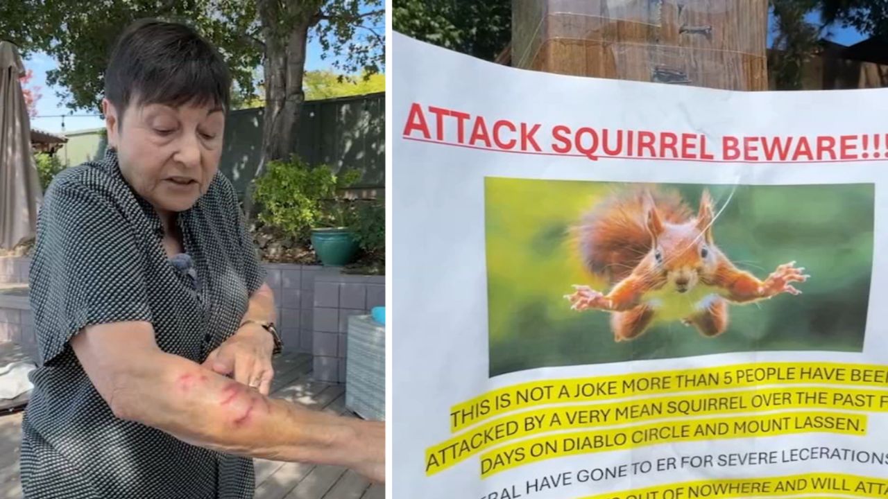 Serial Attacker Squirrel Puts Two Calif. Residents in ER Wild Animal Mauls Raise Alarms in San Rafael