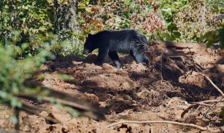 Two Cornell Students Legally Kill and Skin 120-Lb Bear in Residence Hall Kitchen