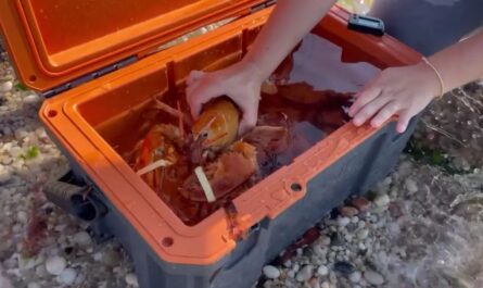 Ultra Rare 1-in-30-Million Orange Lobster Returns to the Sea After New York Supermarket Discovery