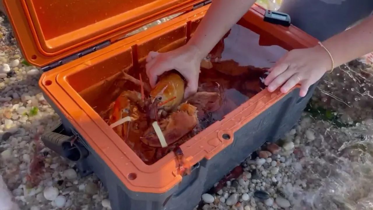 Ultra Rare 1-in-30-Million Orange Lobster Returns to the Sea After New York Supermarket Discovery
