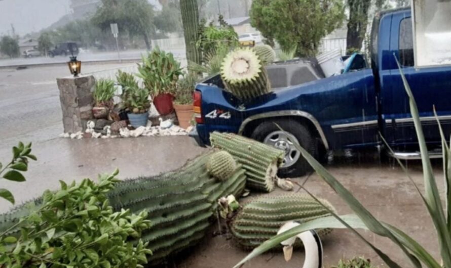 $10K Arizona Saguaro Cactus Smashes Truck Causing $5K Damage in Unusual Rainstorm Incident