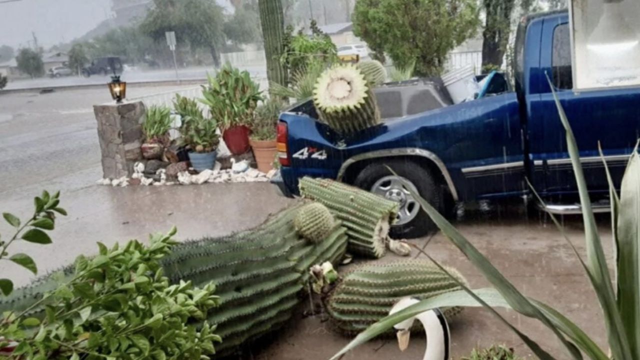 $10K Arizona Saguaro Cactus Smashes Truck Causing $5K Damage in Unusual Rainstorm Incident
