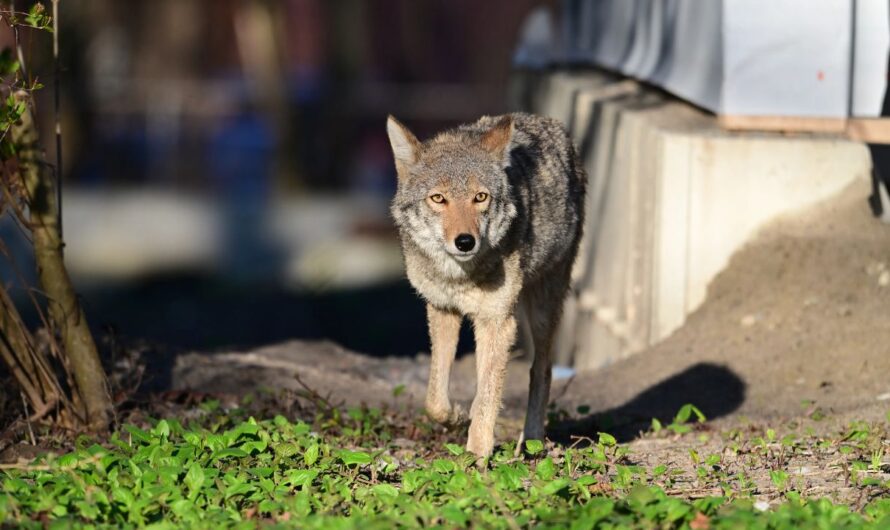 DeSoto to Undertake Overnight Coyote Shooting Operation Following Multiple Pet Attacks