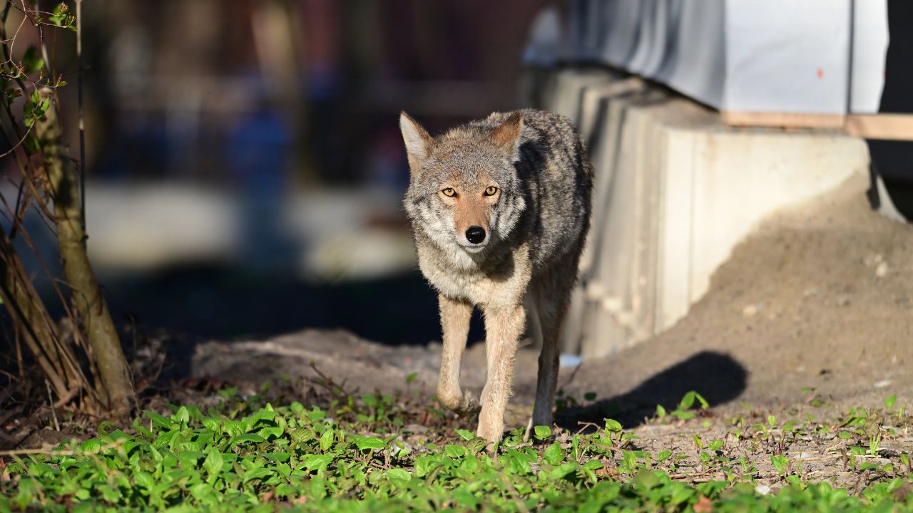 DeSoto to Undertake Overnight Coyote Shooting Operation Following Multiple Pet Attacks