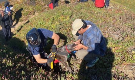 Dog Rescued After Miraculously Surviving 40-Foot Cliff Fall in San Francisco