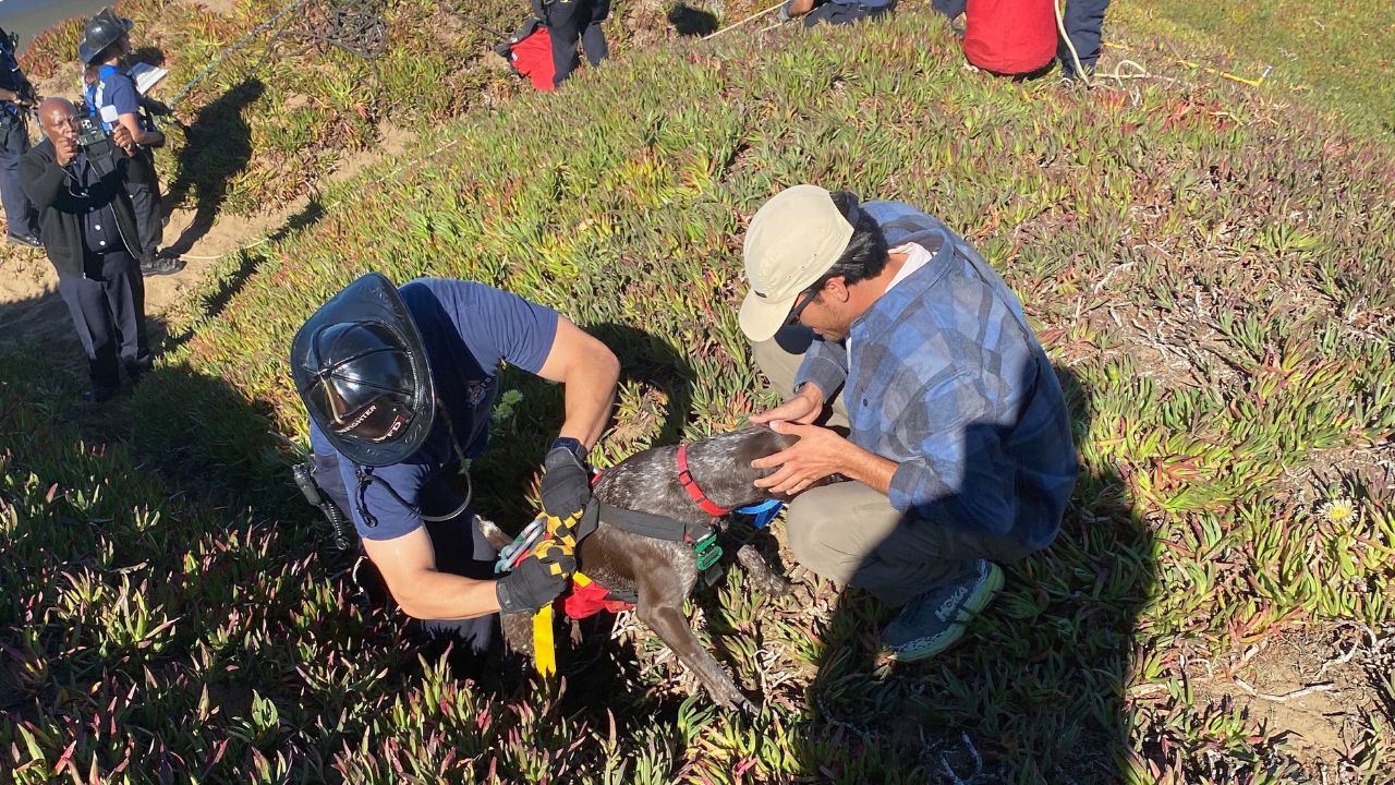 Dog Rescued After Miraculously Surviving 40-Foot Cliff Fall in San Francisco