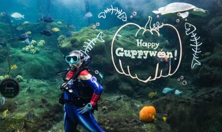 Florida Aquarium's Guppyween Delights Families with Sensory-Friendly Halloween Fun