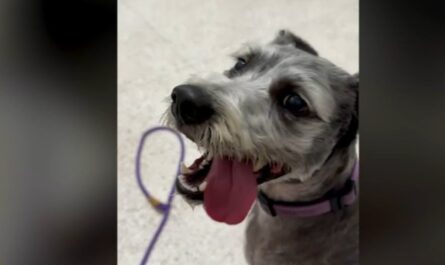 Los Alamitos Park Incident Dog Hospitalized After Allegedly Ingesting Meth