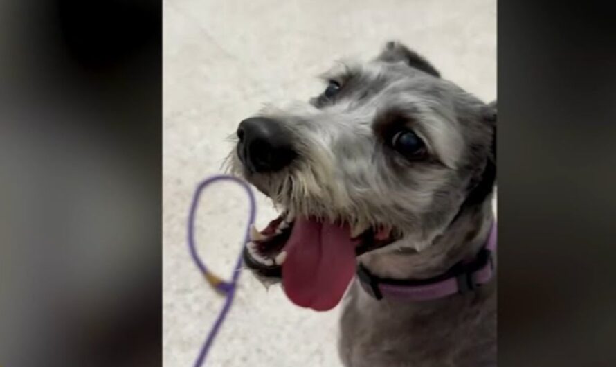 Los Alamitos Park Incident: Dog Hospitalized After Allegedly Ingesting Meth