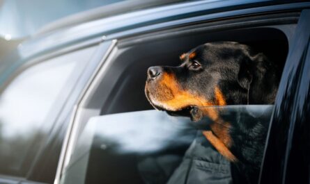 Man Mistakes Parked Car for Uber — Woman’s Rottweiler Quickly Sets Him Straight