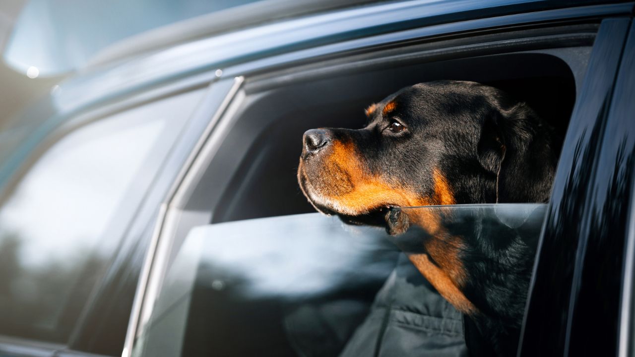 Man Mistakes Parked Car for Uber — Woman’s Rottweiler Quickly Sets Him Straight