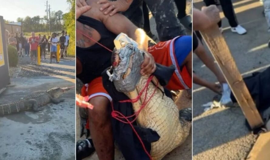 Massive 12-Foot Alligator Captured in Georgia McDonald’s Parking Lot — Shirtless Local Hero Goes Viral