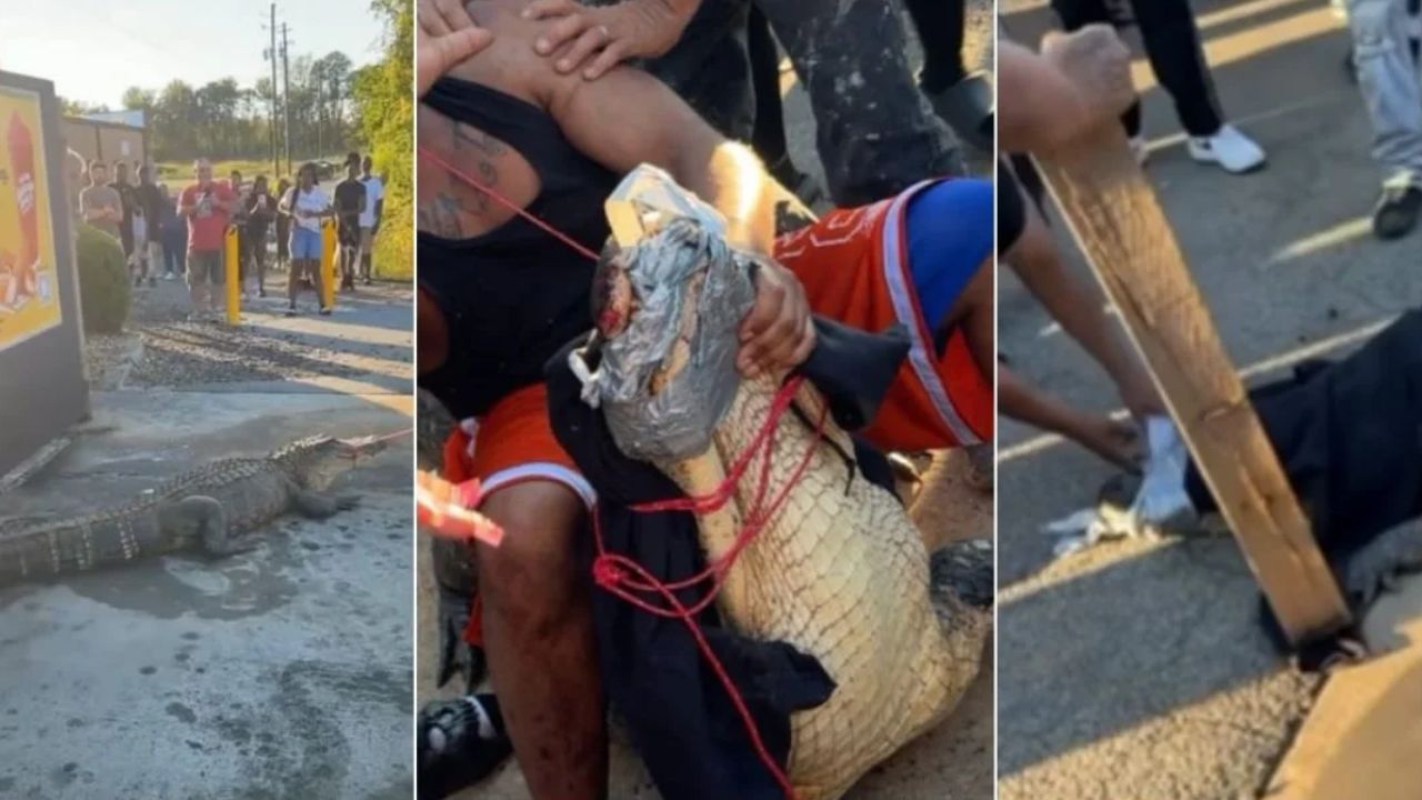 Massive 12-Foot Alligator Captured in Georgia McDonald’s Parking Lot — Shirtless Local Hero Goes Viral
