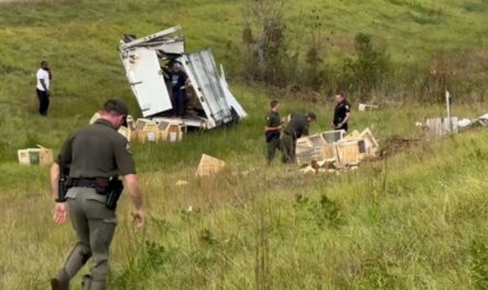 Monkeys Escape After Truck Overturns on Mississippi Highway, 1 Still Missing