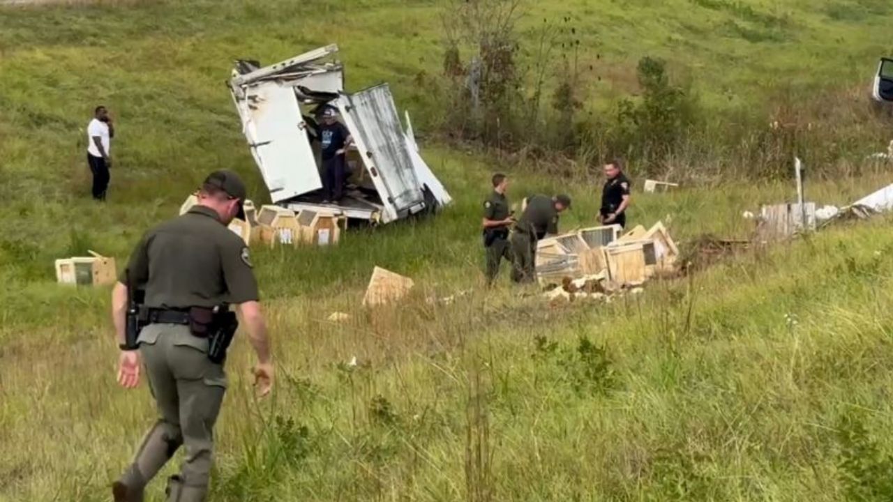 Monkeys Escape After Truck Overturns on Mississippi Highway, 1 Still Missing