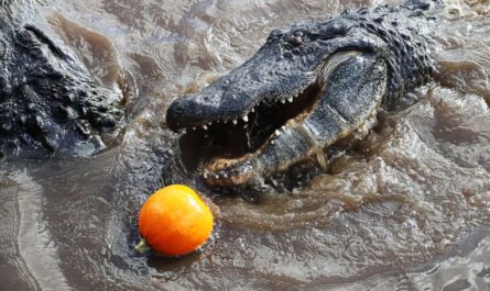 Orlando's 'Gator Crusader' Smashes Halloween with Jaw-Powering Alligator Pumpkin Stunts