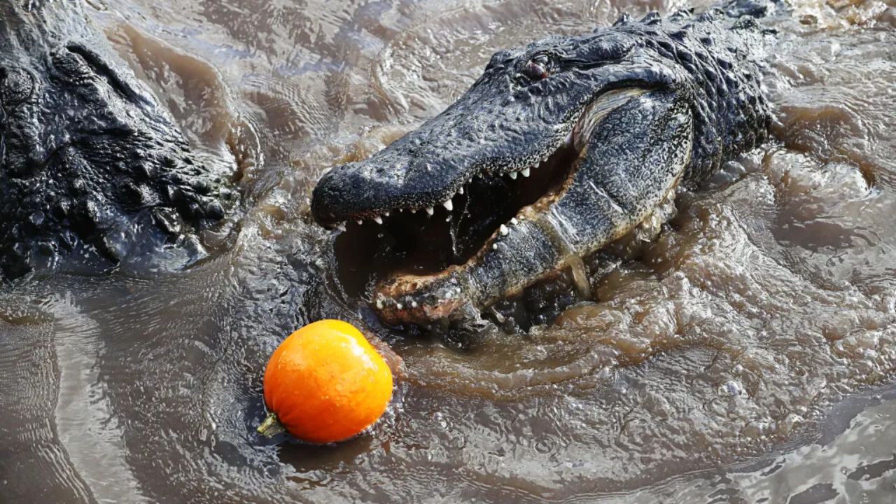 Orlando's 'Gator Crusader' Smashes Halloween with Jaw-Powering Alligator Pumpkin Stunts