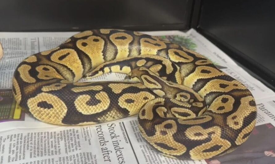 Pet Python Found at Los Angeles County In-N-Out Drive-Thru Reunited with Owner After Seven Weeks