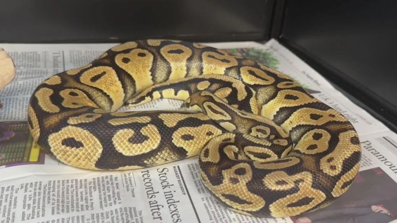 Pet Python Found at Los Angeles County In-N-Out Drive-Thru Reunited with Owner After Seven Weeks