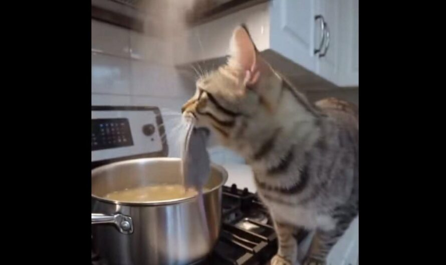 Security Camera Captures Cat Dropping Mouse Into Family’s Dinner