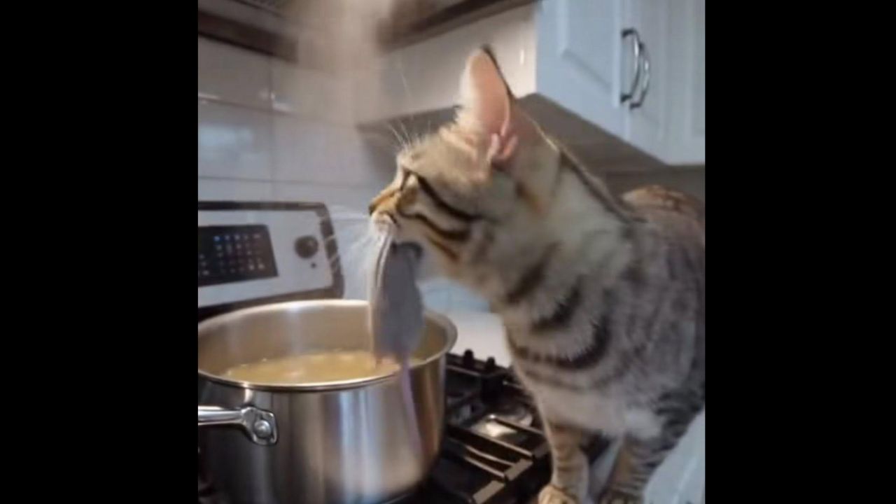 Security Camera Captures Cat Dropping Mouse Into Family’s Dinner