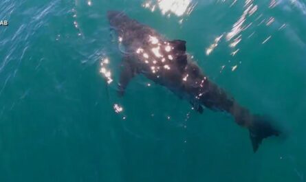 Solo Swimmer Bitten by 3-Foot Shark in Unusual Attack Off California Coas