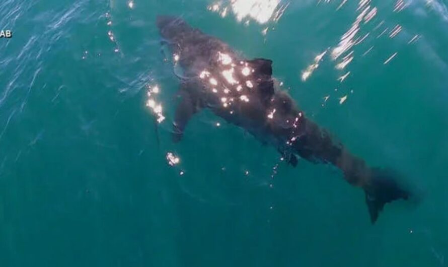 Solo Swimmer Bitten by 3-Foot Shark in Unusual Attack Off California Coast