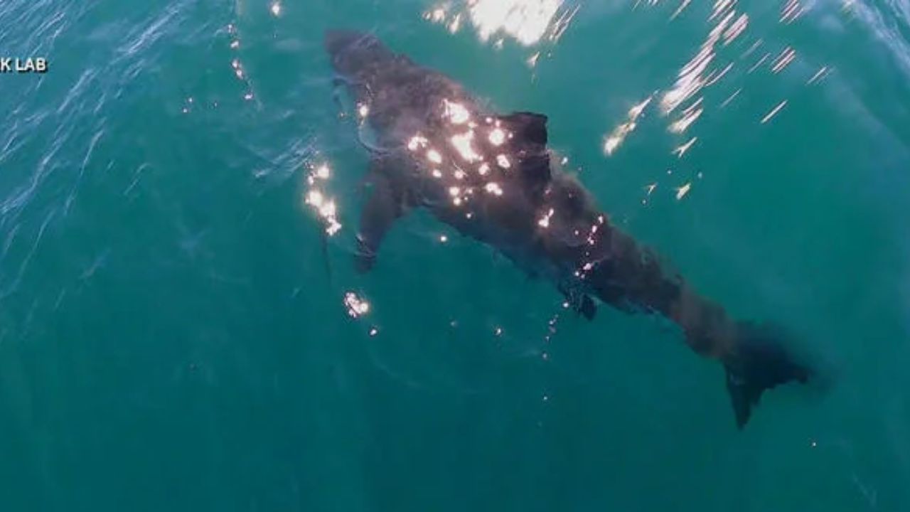 Solo Swimmer Bitten by 3-Foot Shark in Unusual Attack Off California Coas
