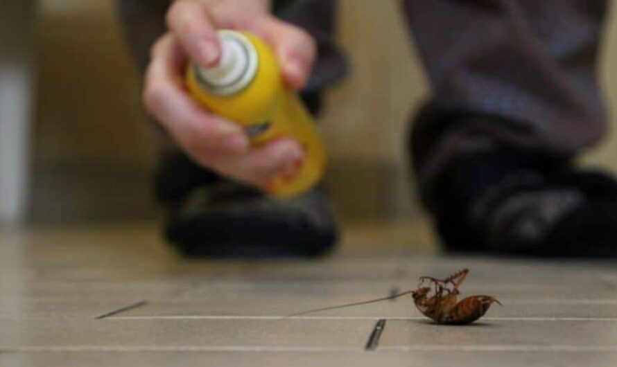 Texas Tenant Faces Roach Infestation as Landlord Refuses Immediate Action