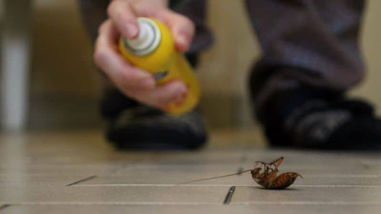 Texas Tenant Faces Roach Infestation as Landlord Refuses Immediate Action