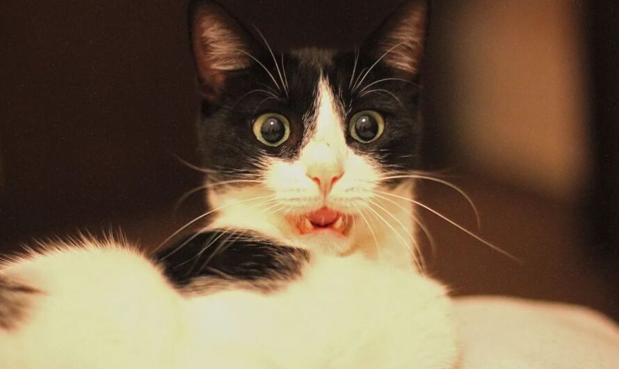 Woman Faces Heartbreaking Choice After Rescuing Tuxedo Cat Now Found to Have an Owner