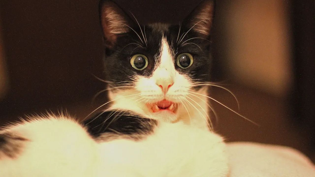 Woman Faces Heartbreaking Choice After Rescuing Tuxedo Cat Now Found to Have an Owner