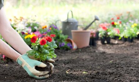 Arizona HOA Destroys Botanist’s Rare Plant Garden Over 'Too Many Plants' Dispute