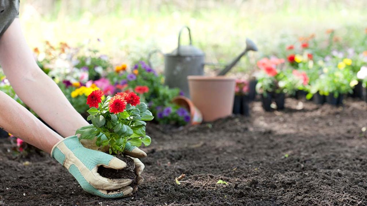 Arizona HOA Destroys Botanist’s Rare Plant Garden Over 'Too Many Plants' Dispute