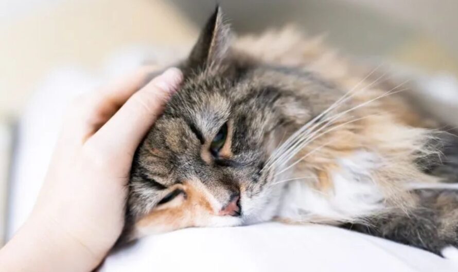 BBB Issues Warning on Rising Pet Scams After Manchester Woman Loses Thousands