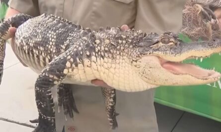 Detroit Woman Discovers 6-Foot Alligator in Late Son's Bedroom Exotic Pet Rescue Ensues