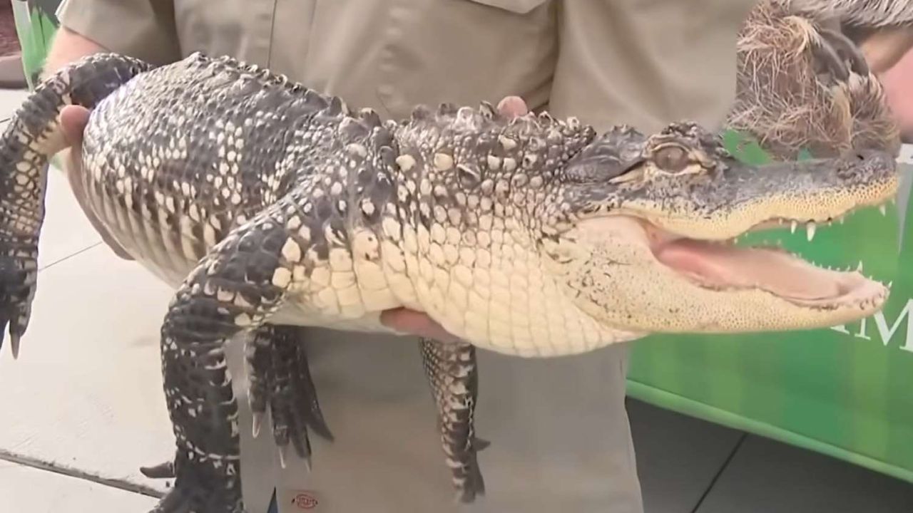 Detroit Woman Discovers 6-Foot Alligator in Late Son's Bedroom Exotic Pet Rescue Ensues