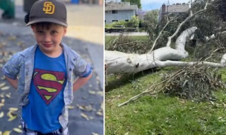 Family Sues City of San Diego After Tragic Death of 4-Year-Old by Falling Eucalyptus Tree Branch