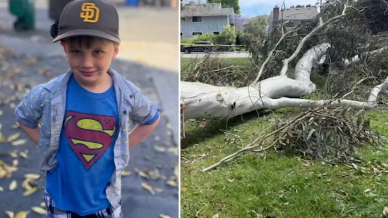 Family Sues City of San Diego After Tragic Death of 4-Year-Old by Falling Eucalyptus Tree Branch