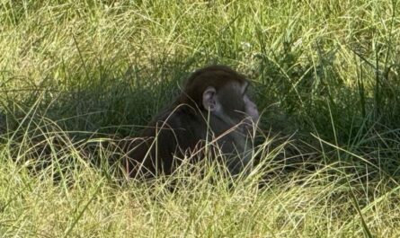 Mississippi Woman Kills Escaped Monkey Over Child Safety Fears After Truck Overturns